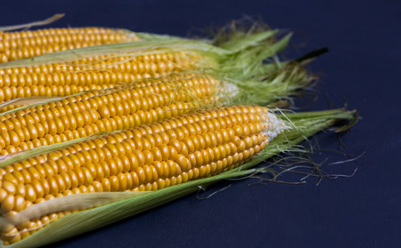Fresh corn on cobs against a dark background, closeup, copy spaceの写真素材