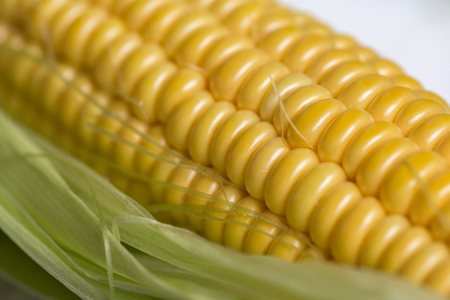 Fresh corn on cobs against a light background. closeupの写真素材