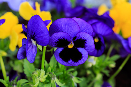 Viola cornuta, tufted pansy.  Colorful flowers of violetsの写真素材