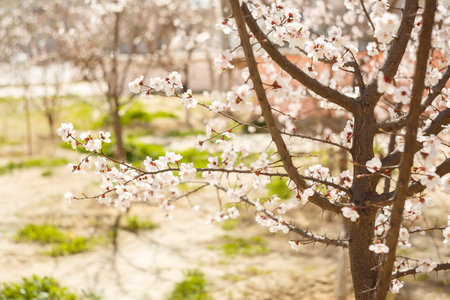 Spring, flowering of trees. Apricot. Spring flowers. Sunlightの写真素材