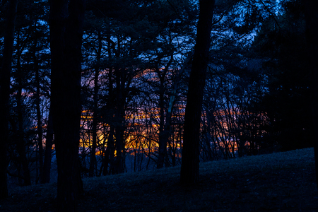 Unreal, fantastic yellow-orange sunset in trees in the forest, mountains. Kislovodsk, Russiaの写真素材
