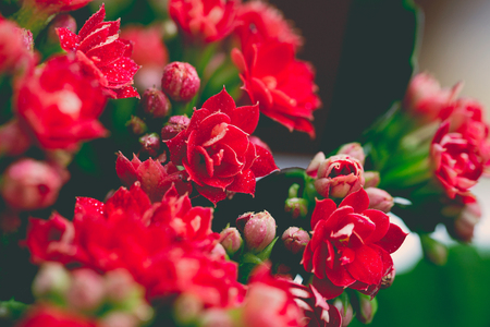 Drops of water on red flowers and buds of Kalanchoe. Macro. Spring mood.の写真素材