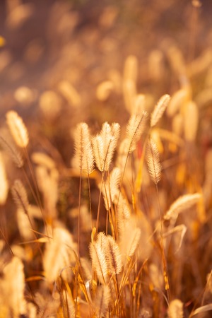 Spikes of grass. Autumn field. Yellow background. Macroの写真素材