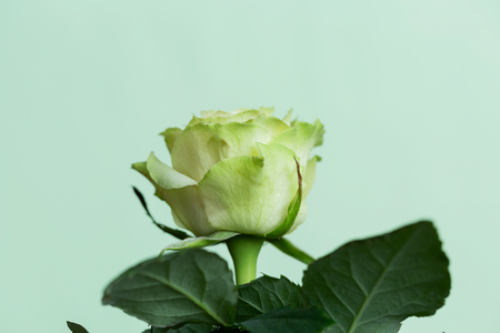 One bud of a white rose on a light green background. Bloom. Close-up. Macroの写真素材