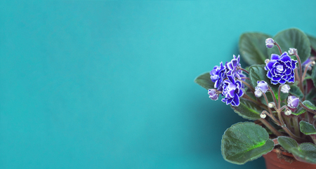 Bushes Blooming purple Saintpaulia in a flower pot on a blue background. Side viewの写真素材