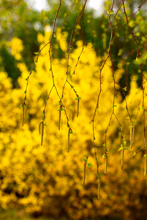Catkins (buds) on a white birch tree in early spring in the forest. copy spaceの写真素材