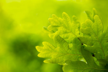 Oak tree branch in spring on a green  in the forest.