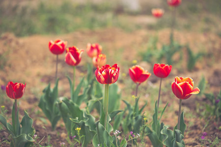 Beautiful flowers of red with yellow tulips in the spring garden