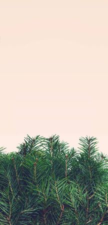 Natural Background of Christmas tree branches on a beige, cream background. Copy space. Texture. verticalの写真素材