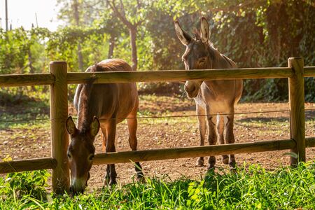 Donkey and pony eat leaves in the fresh air. Green grass, summer, dayの写真素材