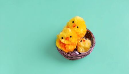 Yellow chickens in nest against green mint background. Minimalismの写真素材