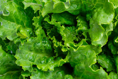 Macro fresh vegetable green salad. Texture background . Romaine lettuce close up.