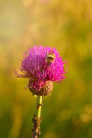 Bumblebee on a flower. Insect collects pollenの写真素材