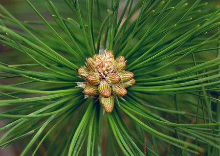 Young cones on a pine tree. Macro