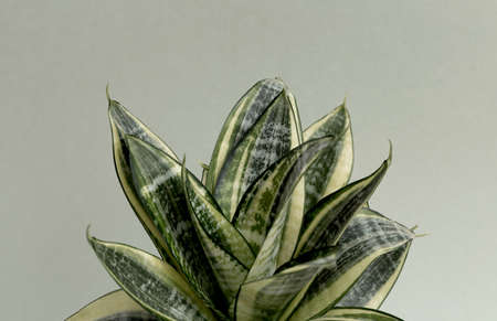 Striped cactus on a dusty green background.の写真素材