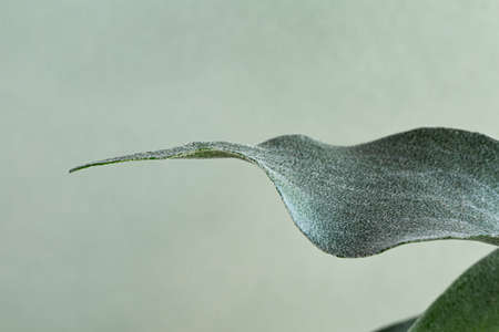 Fluffy leaf Platycerium on pastel green backgroundの写真素材