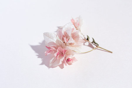 A sprig of bougainvillea on a pink background. Pastel color. Shadow