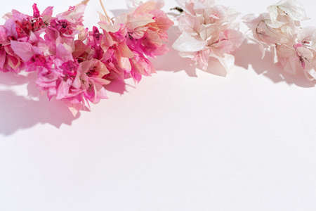 Frame from Twigs of pink bougainvillea on a pink background. pastel colorの写真素材