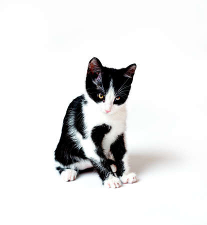 The kitten looks down attentively, with a reproachful look. White backgroundの写真素材