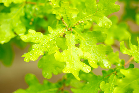 Green, juicy, maple leaves. Spring background. Macroの写真素材