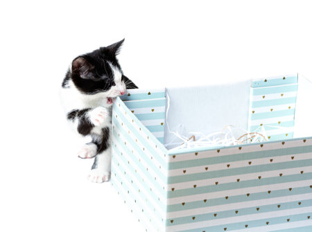 The kitten is in a beautiful blue box. Holiday gift. Card giftの写真素材