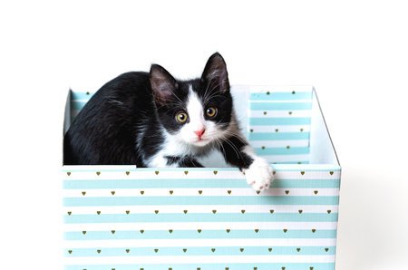 The kitten is in a beautiful blue box. Holiday gift. Card giftの写真素材