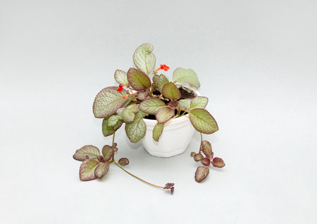 Episcia with green leaves and red flowersの写真素材