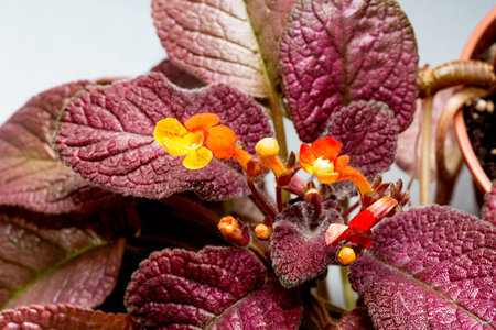 Episcia with burgundy leaves and red flowersの写真素材