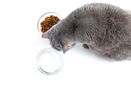 British adult fat cat eats dry food from a transparent bowl. Nearby is a bowl of water. White backgroundの写真素材
