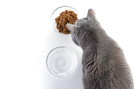 British adult fat cat eats dry food from a transparent bowl. Nearby is a bowl of water. White backgroundの写真素材