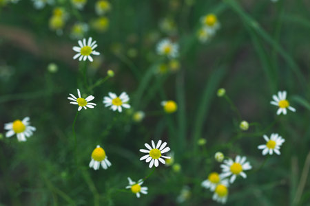 Healing Chamomile field, white small flowers. Relaxation, calmness, harmony of soul and relaxation.の写真素材
