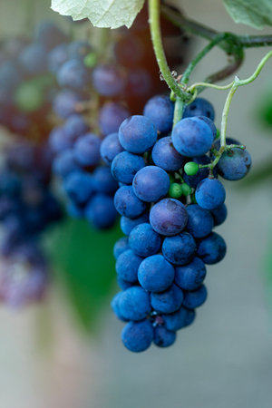 Ripe bunches of blue grapes hang on a branch in the vineyard. Rural nature. Ray of sunshine.の写真素材