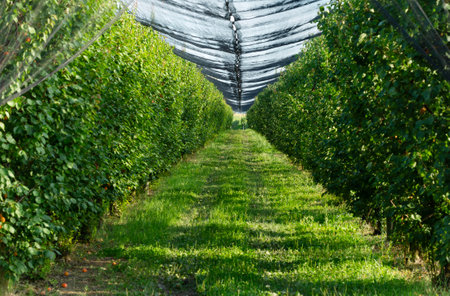Industrial cultivation of peaches, apricots in Italy. Agricultureの写真素材