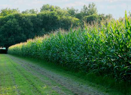Corn field Countryside in Italy.