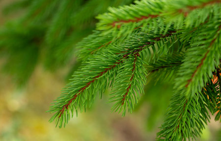 Lush Green Fir Branches in Dense Forest Close-Up.