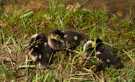 Little ducklings sleep on the grass near the lakeの写真素材