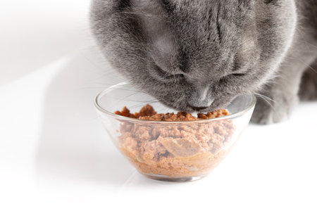 British old cat eats wet food from a transparent bowl. On a white background.の写真素材