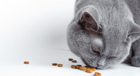British old cat eating dry food on white background.の写真素材
