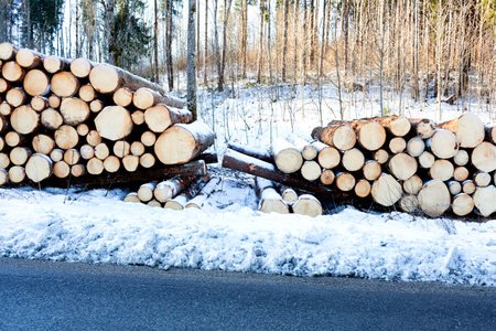 Felled trees are neatly laid on the edge of the road. Logging.の写真素材