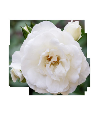 White rose blossom on transparent background. Element for greeting cardの写真素材
