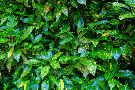 Lush green foliage with vibrant variegated leaves creates a rich tapestry of textures and colors, showcasing the beauty of nature in a dense botanical settingの写真素材