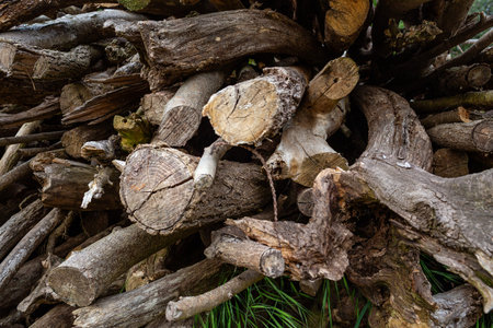 Pruned dry trees neatly stacked. Clearing the forest of old trees. Preparing wood for winter