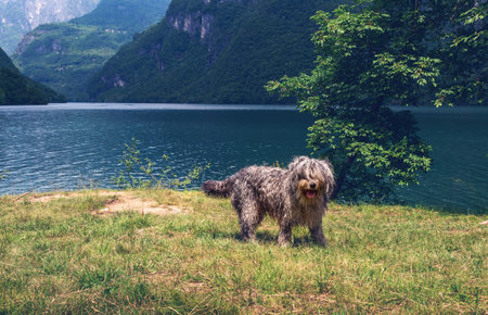 Dog with scruffy fur stands on grassy area by lake, surrounded by mountains and trees, showcasing a...