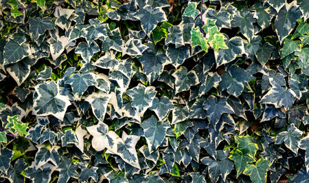 Lush green ivy leaves with variegated patterns create a vibrant natural backdrop, showcasing the beauty of foliage in a garden setting, perfect for nature-themed designsの写真素材