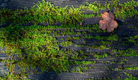 A brown leaf lies on a wooden surface in the warm rays of the sun. , surrounded by lush green moss. Melancholic autumn mood.の写真素材