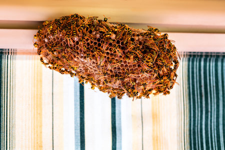 Close-up of a large honeycomb structure filled with bees, suspended from the ceiling in a house.の写真素材