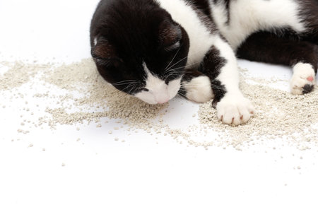 Black and white cat lying on white surface, surrounded by scattered cat litter, showcasing playful behavior and a cozy indoor environment with soft texturesの写真素材