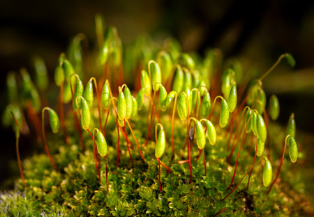 Lush green moss features delicate sprouts rising from its surface, highlighting the beauty of nature's growth and intricate details in a tranquil settingの写真素材
