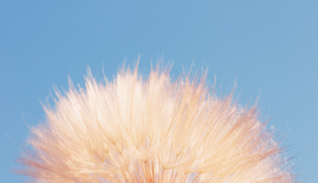 Dandelion flower on Blue abstract background extreme closeup with soft focus.の写真素材