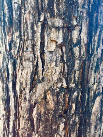 Tree bark textureの写真素材